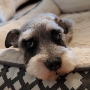 Meet your Posher, Joseph